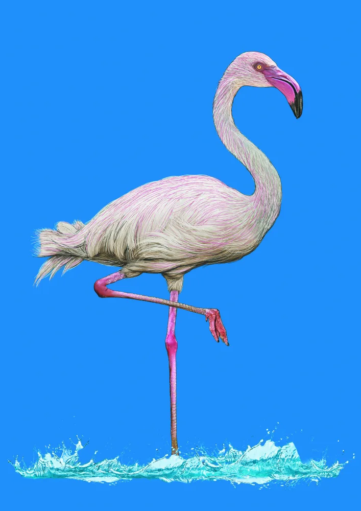 Kaminski, Carlo: Pinkish Flamingo in water blue sky