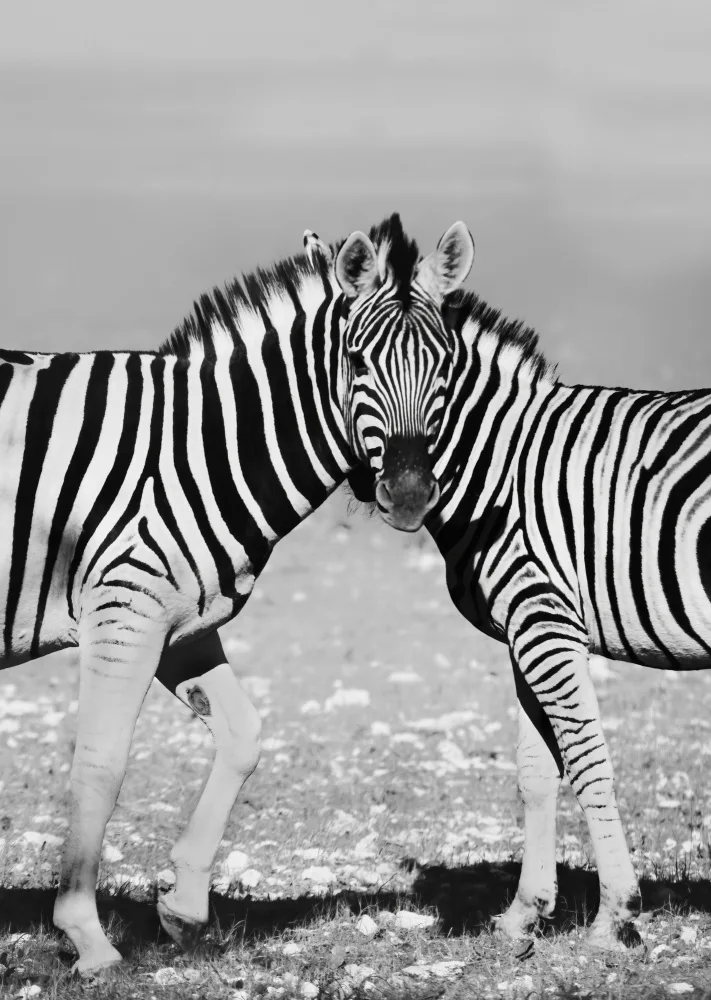 Tang, D. Lisa: Two Zebra