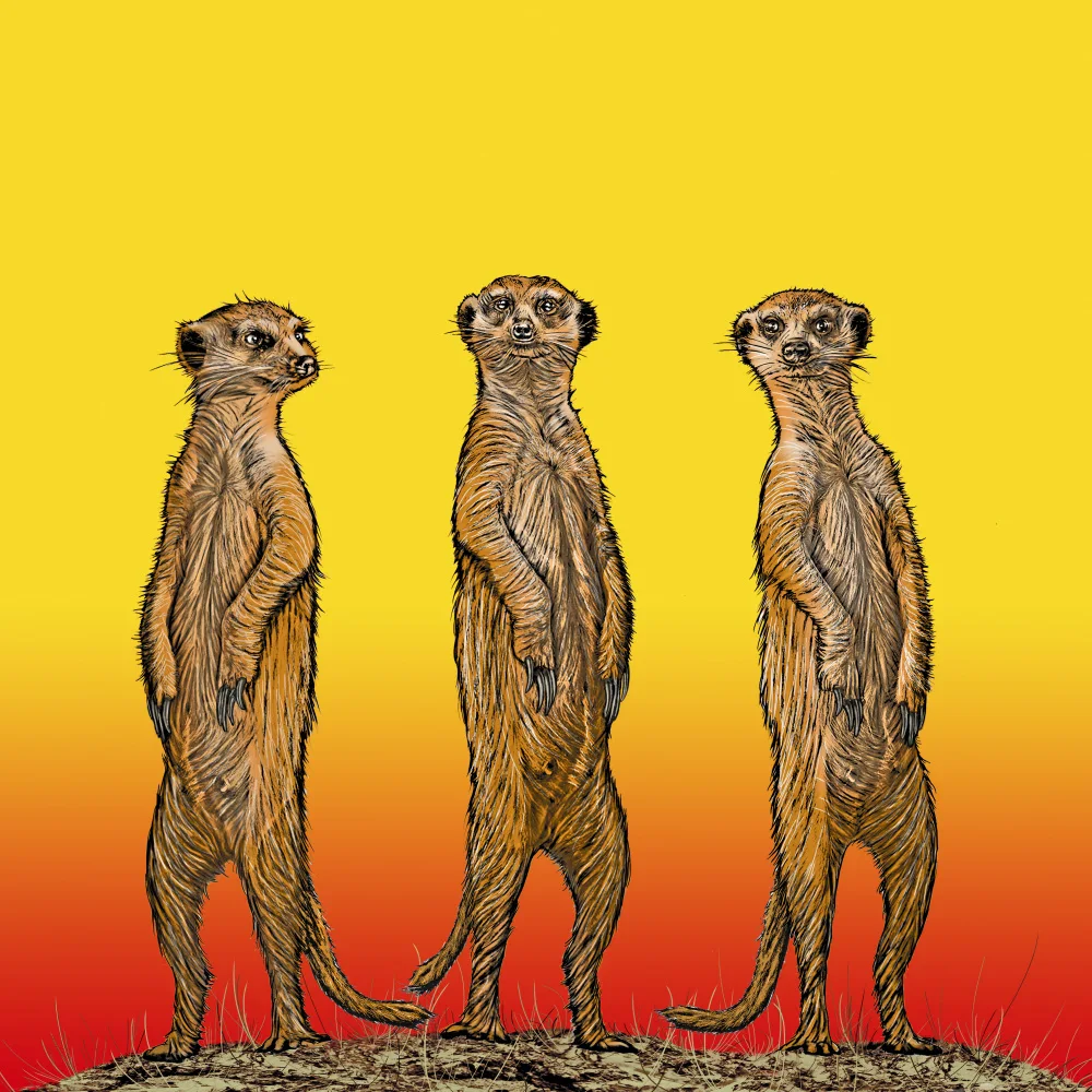 Kaminski, Carlo: Meerkat Gang at Sunset