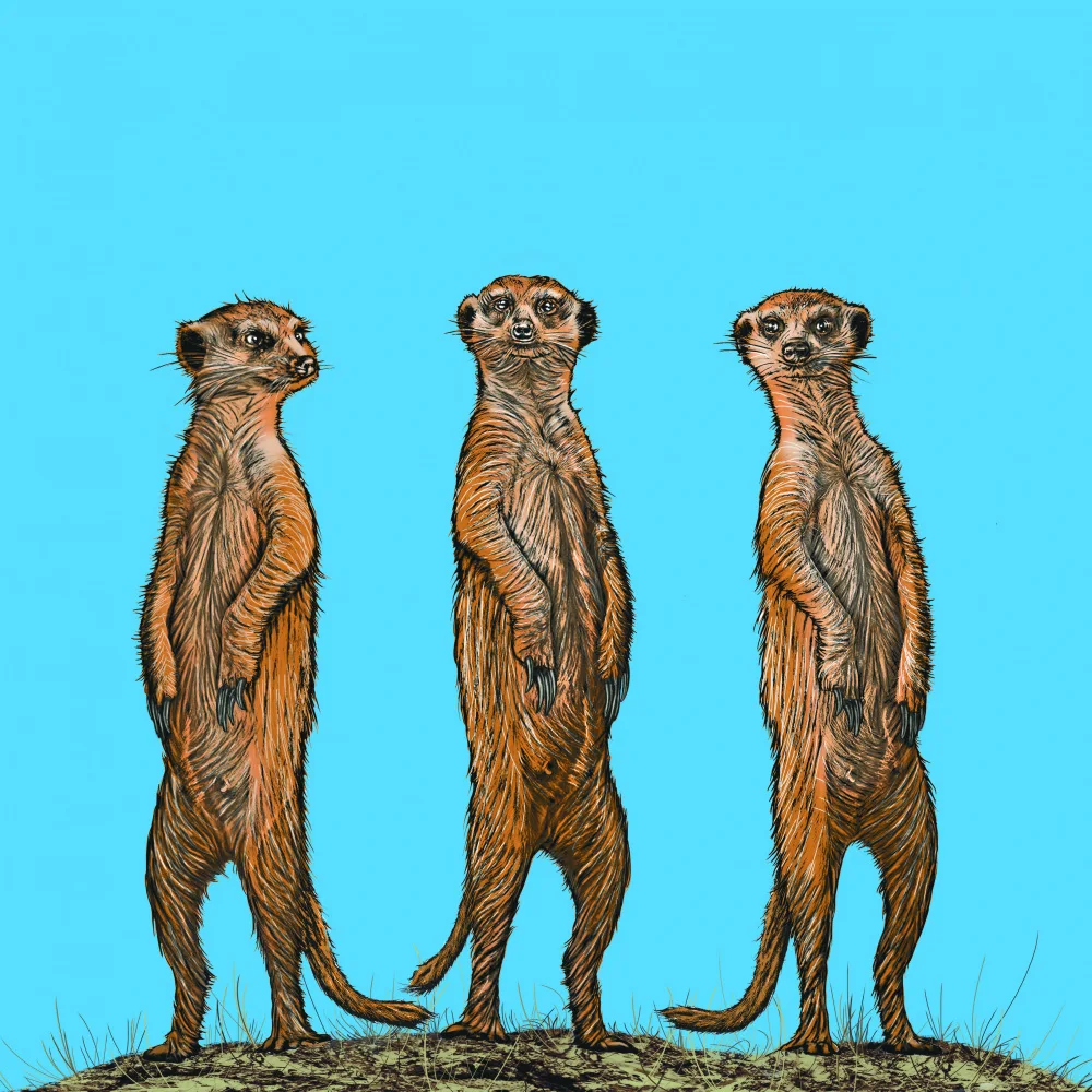 Kaminski, Carlo: Meerkat Gang at Sunset