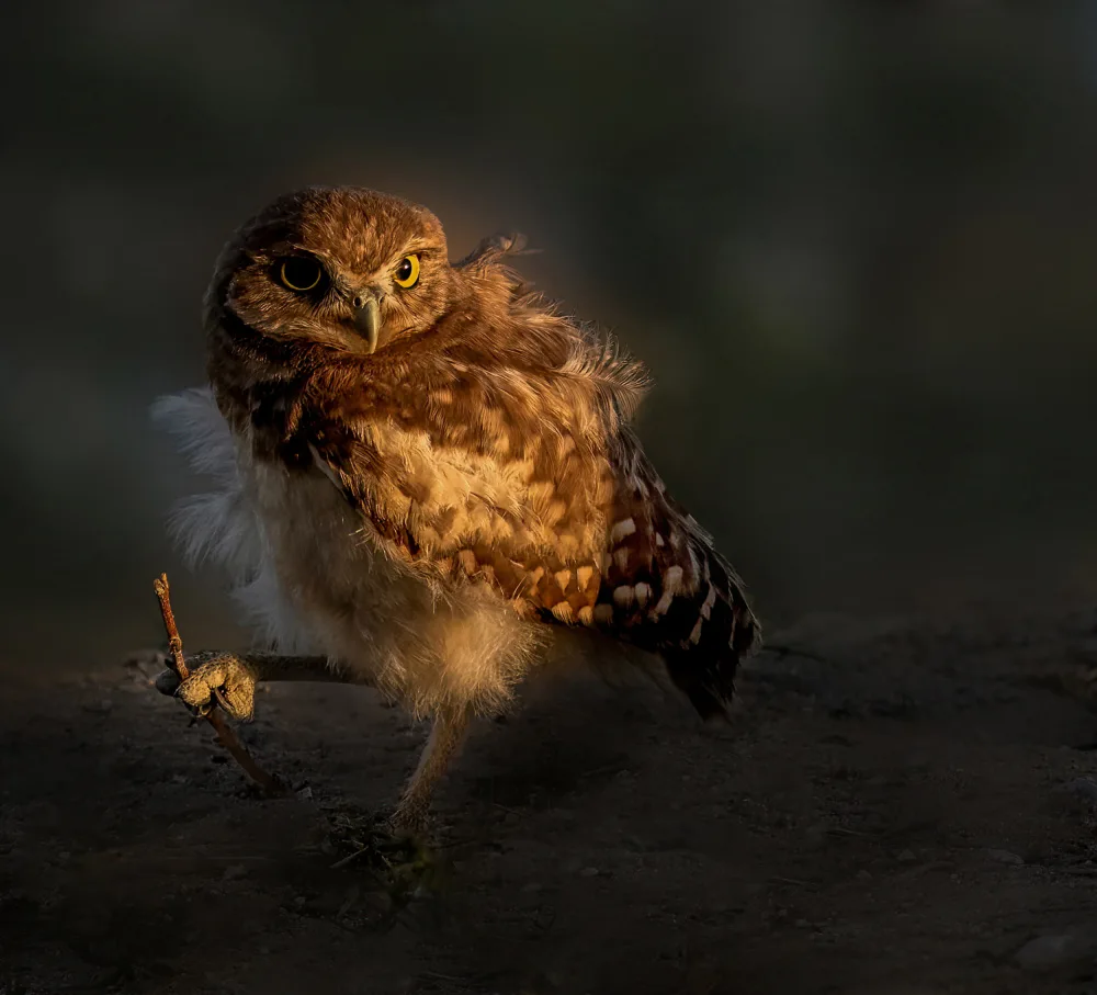 NanZ: Owl Baby