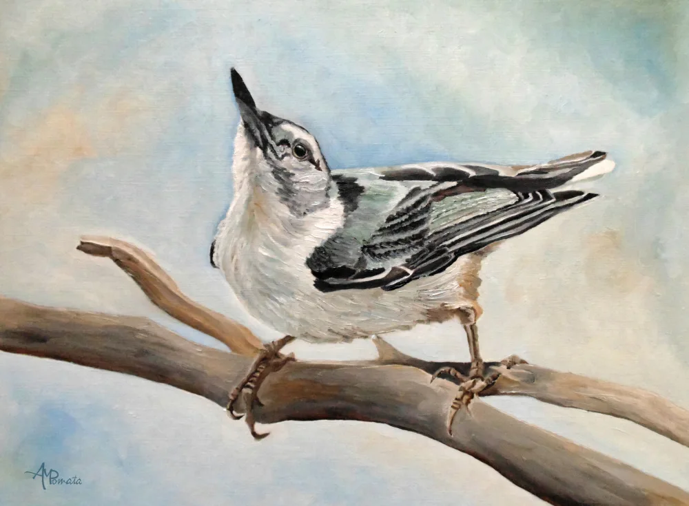 Pomata, M. Angeles: Tuning In   White Breasted Nuthatch