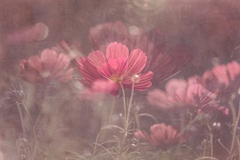 Fu, Molly: Cosmos Garden