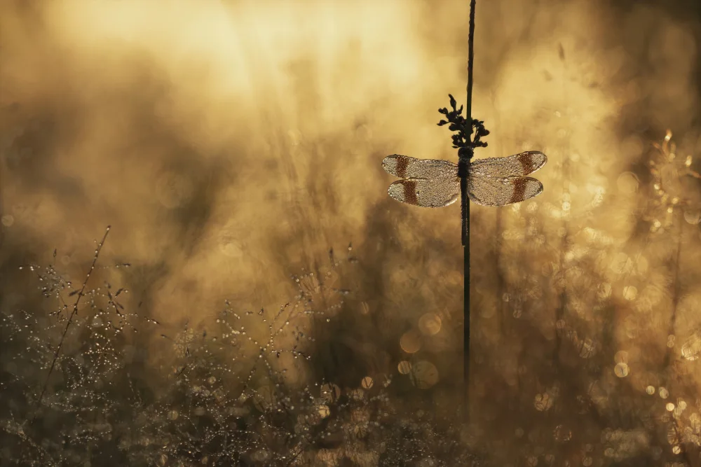 Vos, de Daan: Here comes the sun