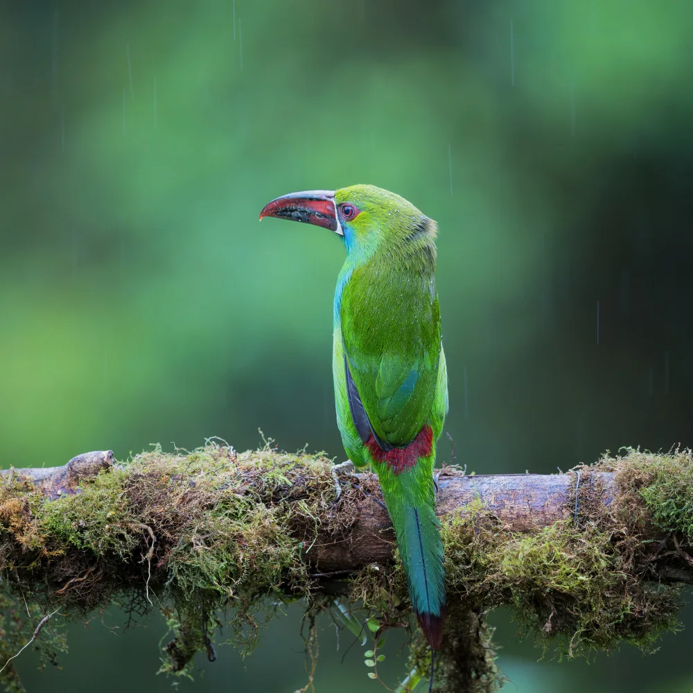 (吉星高照), Taksing: Crimson-rumped toucanet