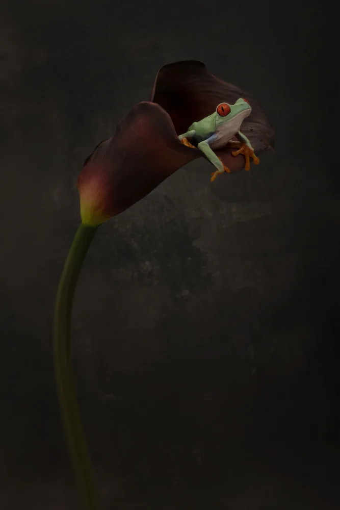 Lester, D Linda: Portrait of a Red Eyed Tree Frog