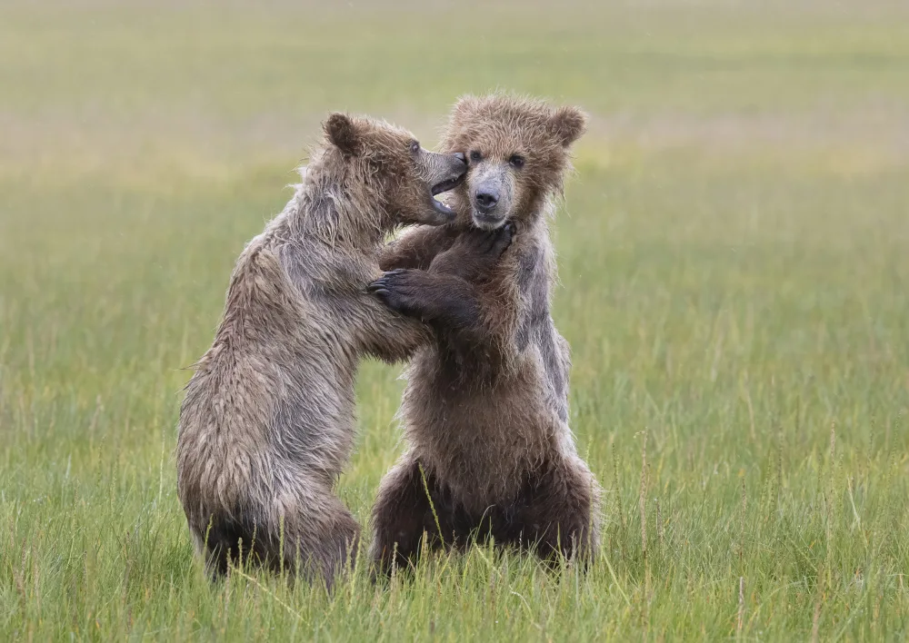 Lester, D Linda: Bear Cubs Playing