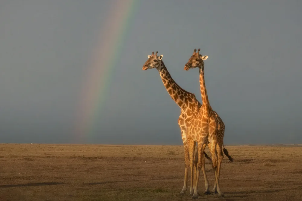 Xu, Sheila: A pair of Giraffes under the rainbow