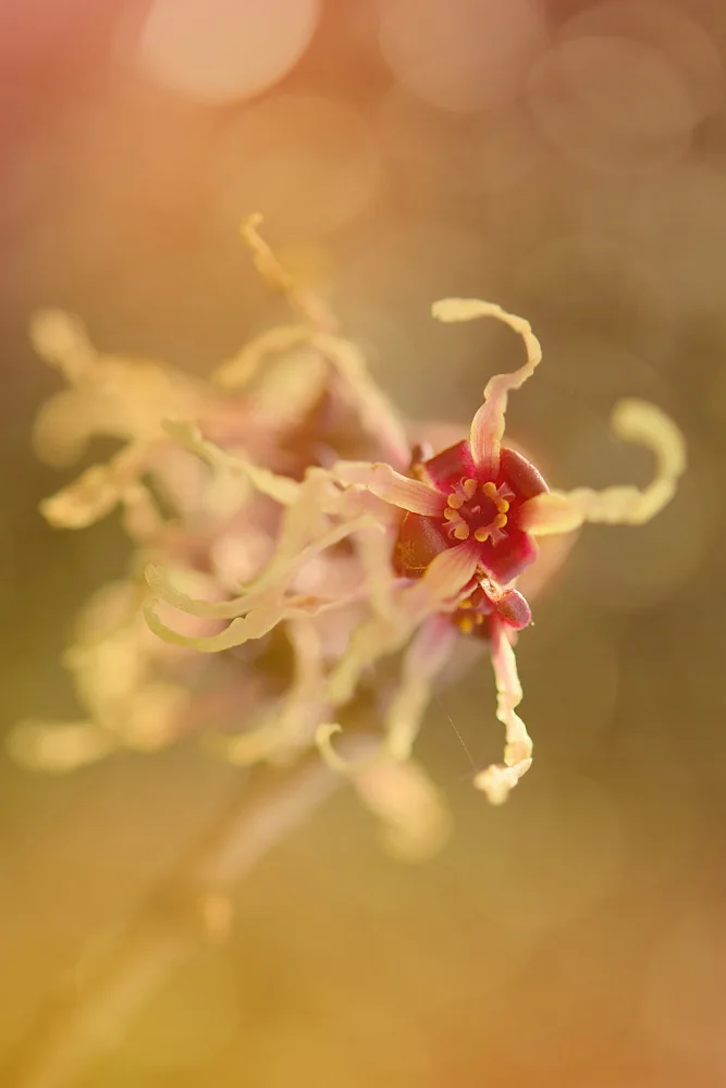 Shumilova, Ludmila: Petals