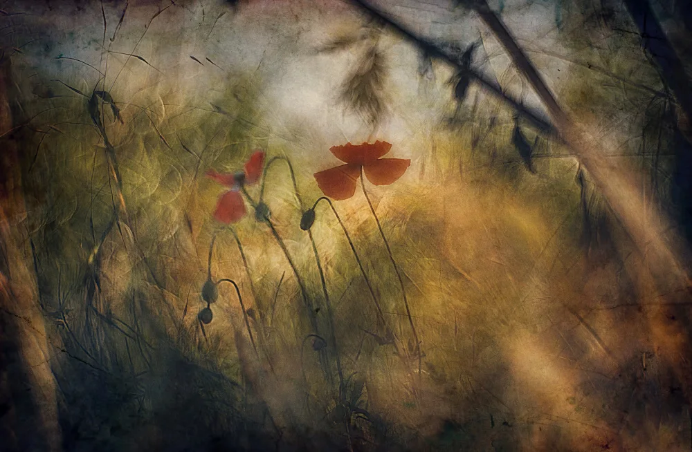 Linden, van Jan: Suaves sueños de verano