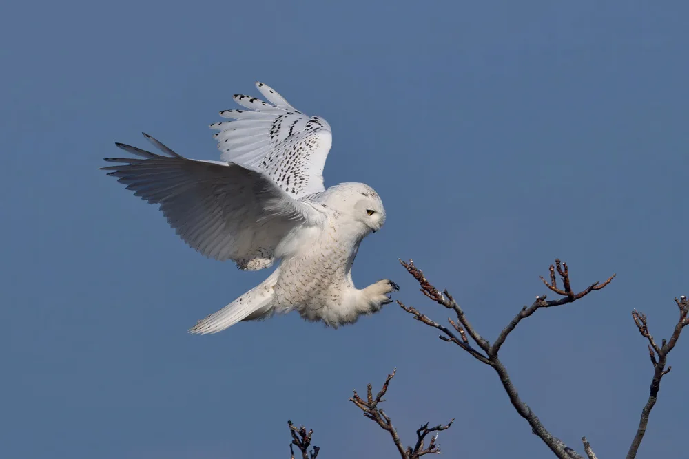 Lam, Gavin: Snowy Owl