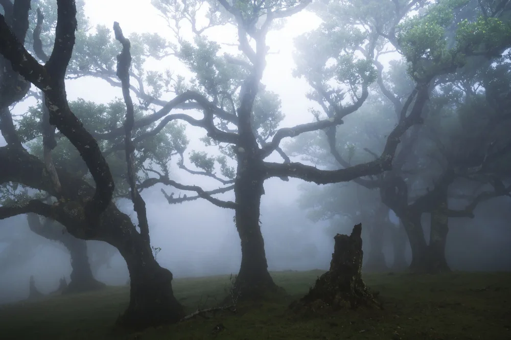 Meier, Tom: Fairy Forest