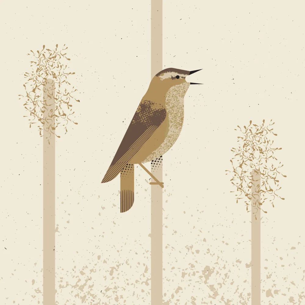 Art, Grasp Vision: Sedge Warbler