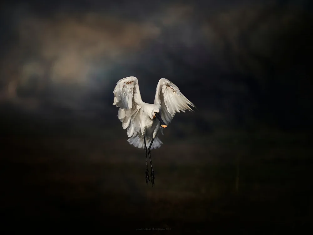 Sikand, Puneet: Descend of an Angel