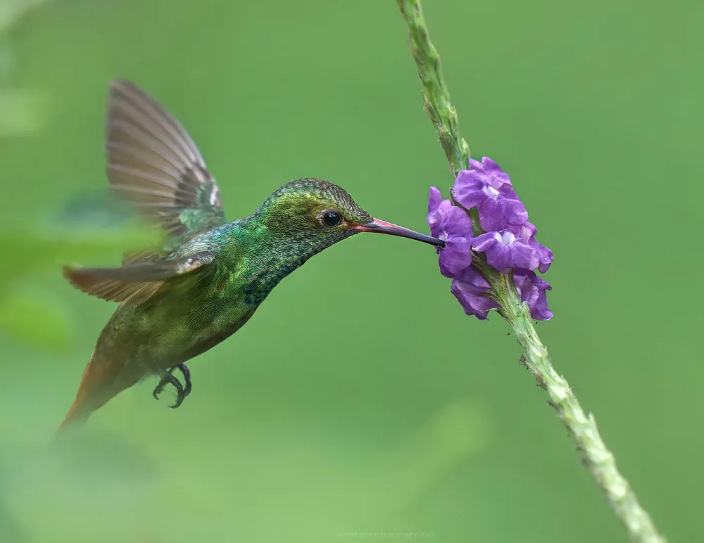 Sikand, Puneet: Rufous Tailed Hummingbird