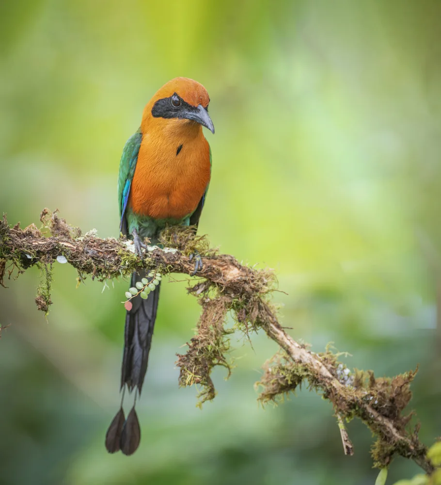 (吉星高照), Taksing: Rufous Motmot
