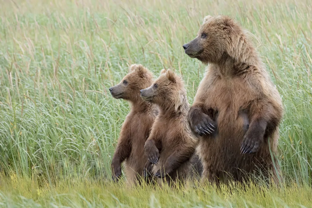 Lester, D Linda: Alert to Their Surroundings