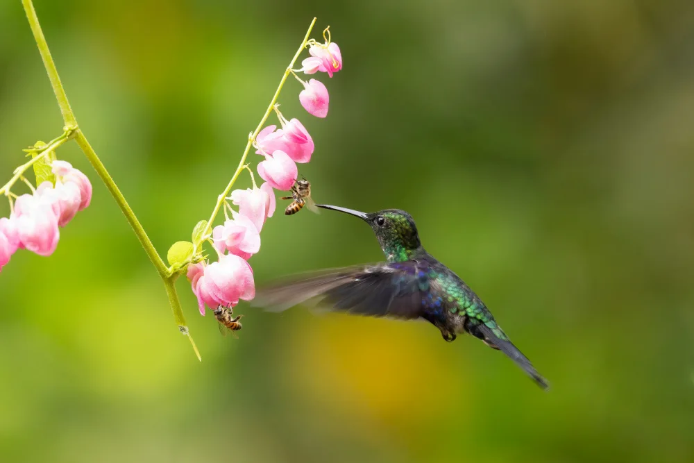 Lu, Bill: hey, bee you are in my way