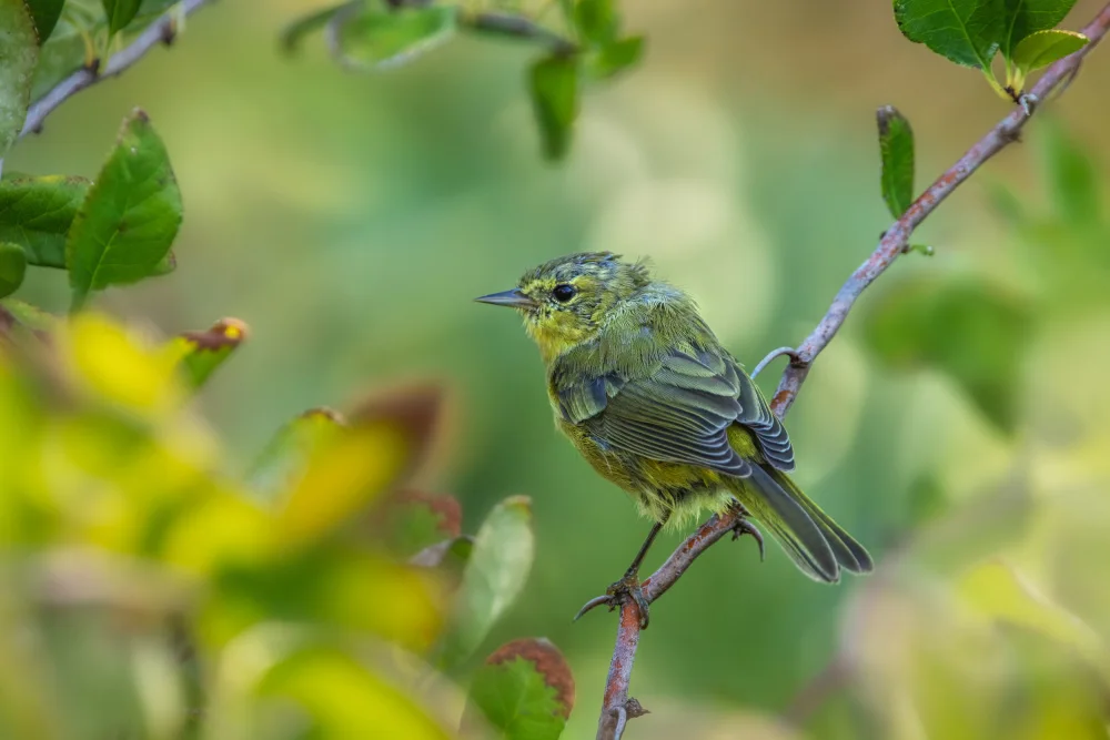 Liu, Wei: Goldfinch