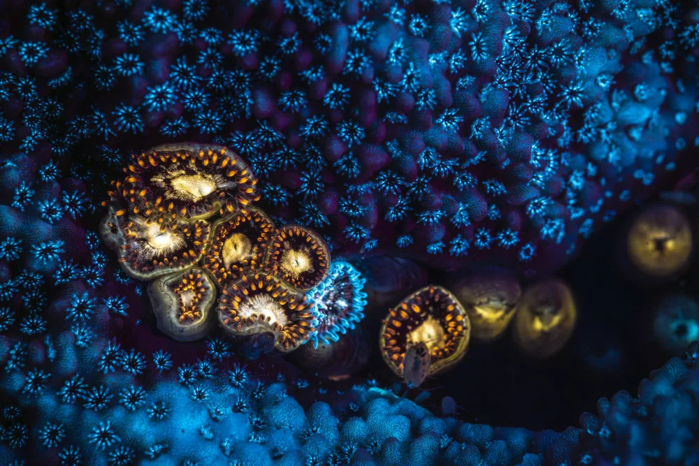 Gabriel, Barathieu: Anemone and Fluorescent Coral