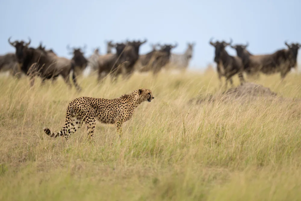 Dhesi, Rajat: Ignoring the Wildebeest