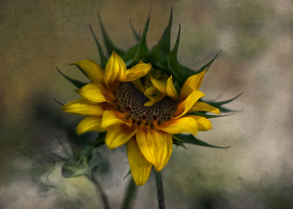 Stas, Marie-anne: Sun Flower