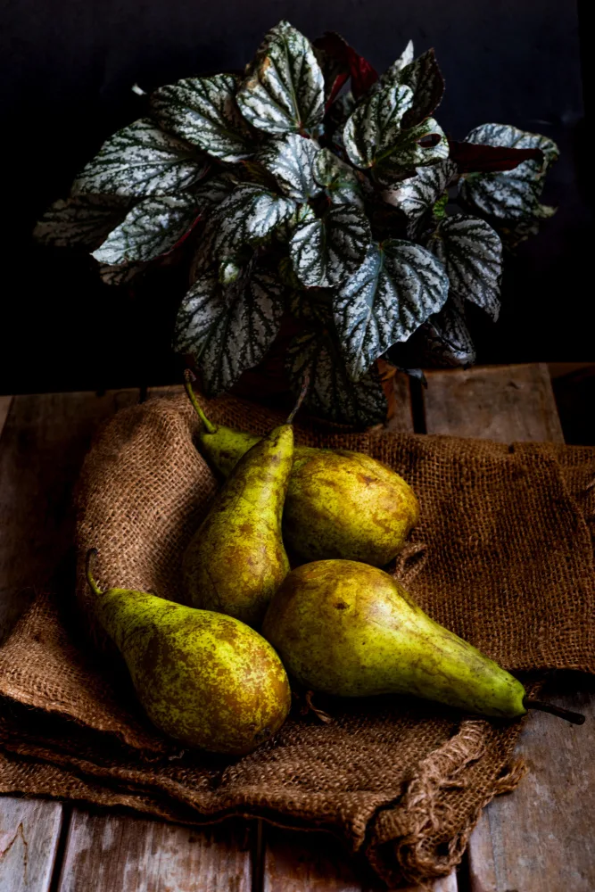 Kordić, Marija: pears