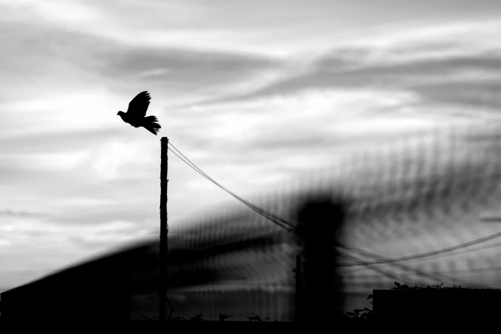 Medeiros, Paulo: Fly away