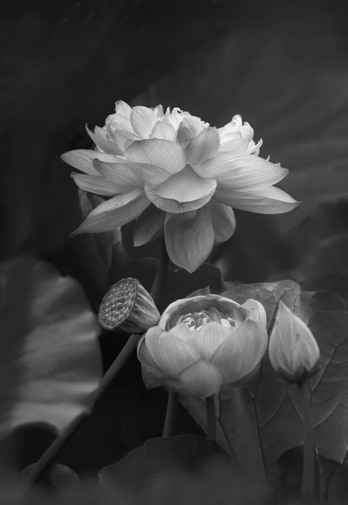 Hayama, Makihiko: Flower of Life