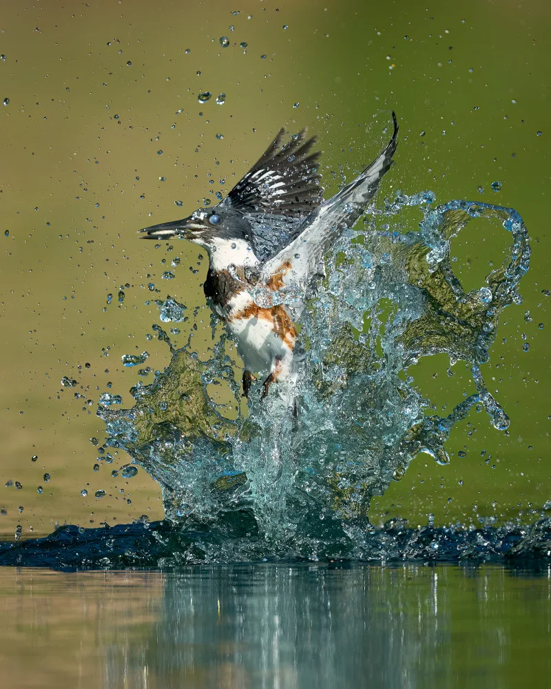 Chen, Johnny: Wonderful Splash
