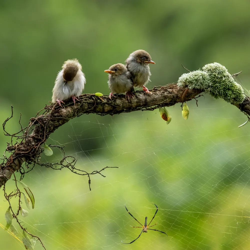 Widjaja, Sally: Spider and the birds