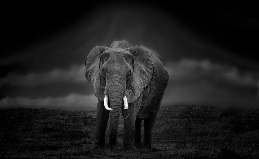 Zeng, Jiahong: Kilimanjaro and Elephant 4723
