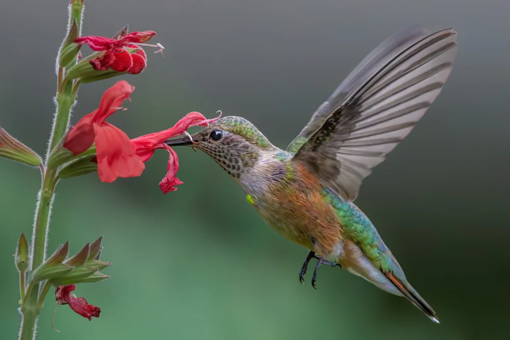 Xu, Jian: Breitschwanzkolibri
