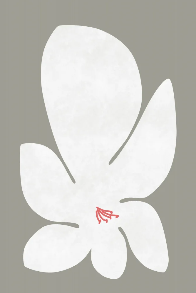 amini54: White Lily Flower