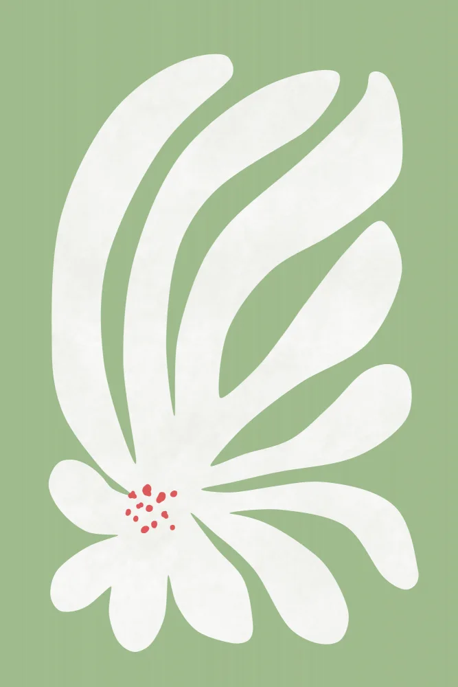 amini54: White Chrysanthemum Flower