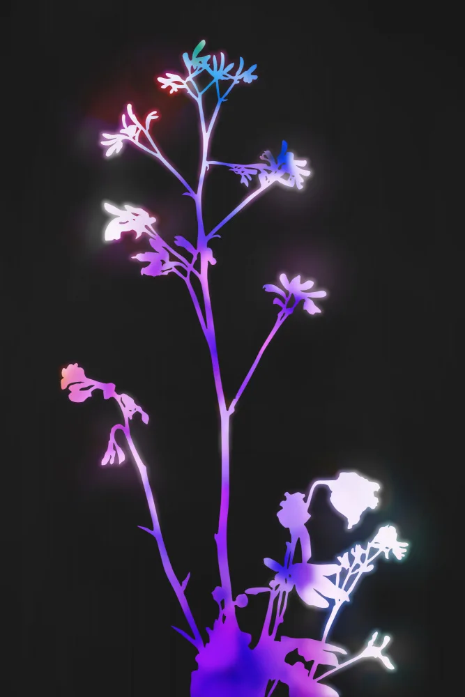 amini54: Florescence Purple Flowers