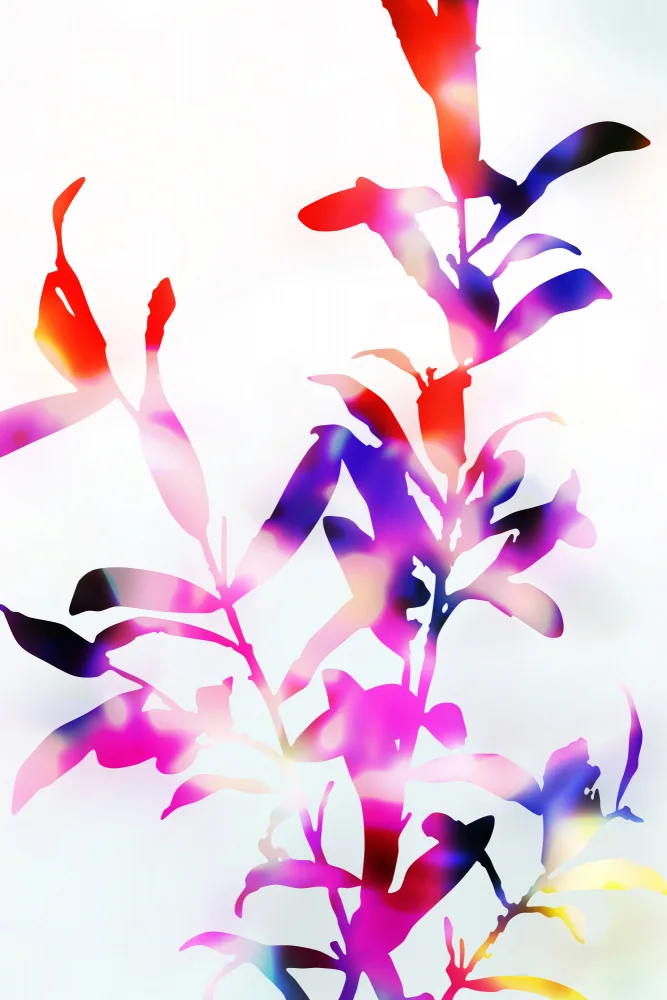 amini54: Fleurs d'alto à floraison