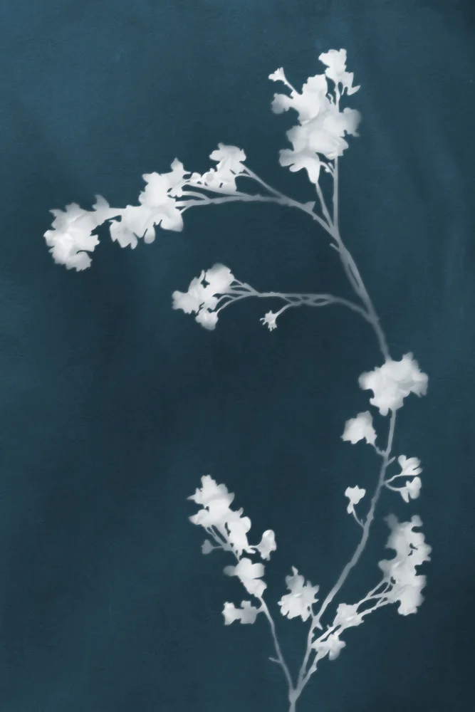 amini54: Monographie Fleurs Bleues