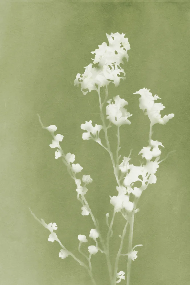 amini54: Monographie Fleurs Vertes