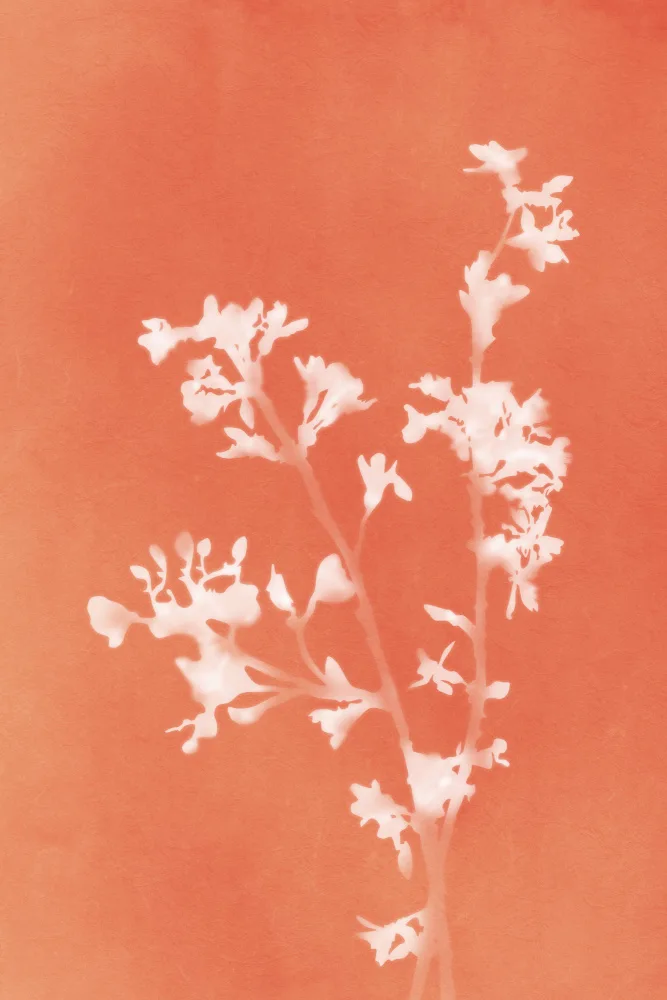 amini54: Monographie Fleurs d'Oranger
