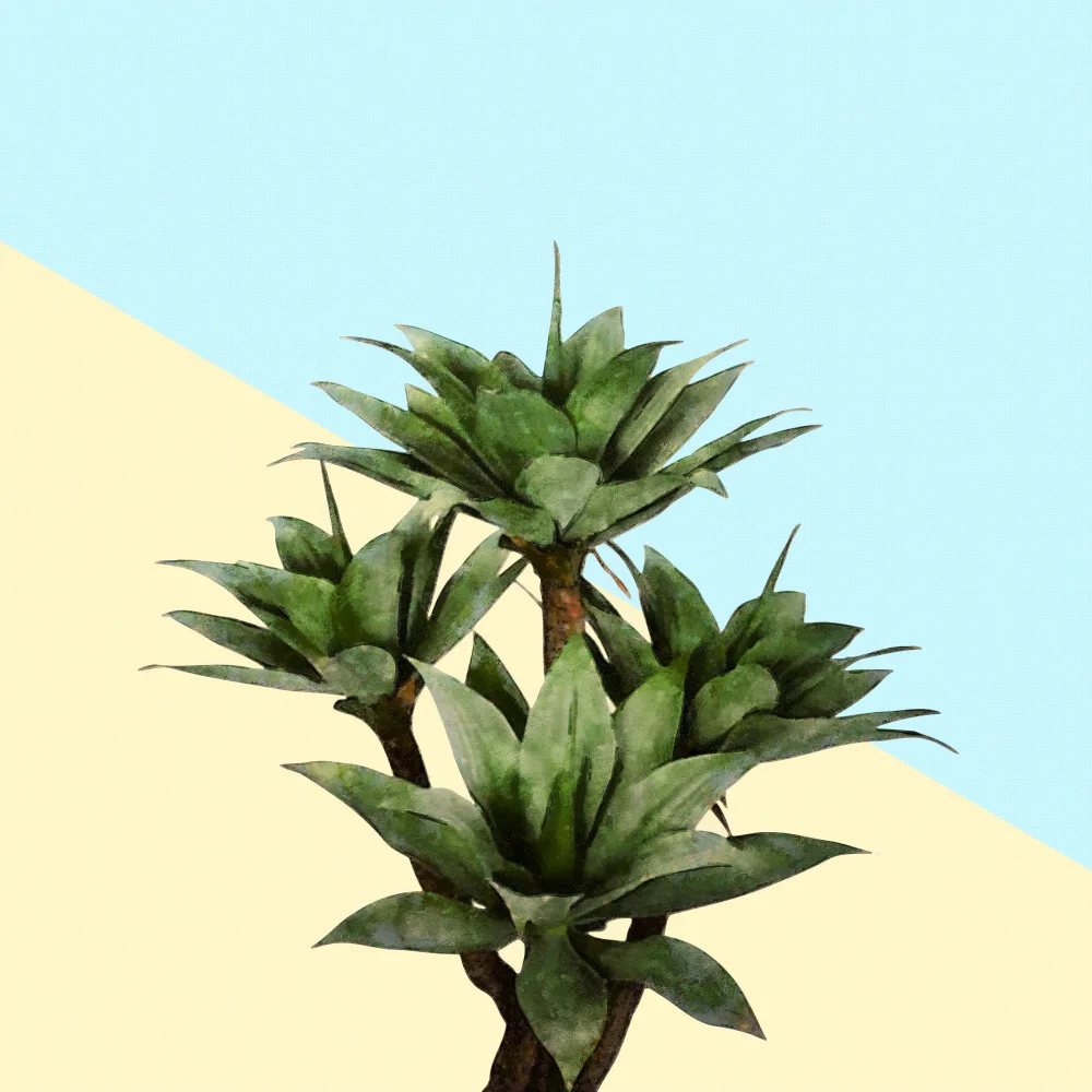 amini54: Agave 02
