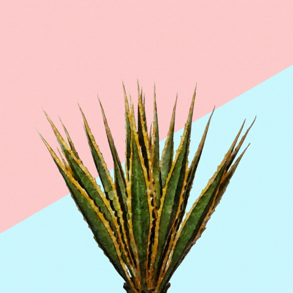 amini54: Agave 01