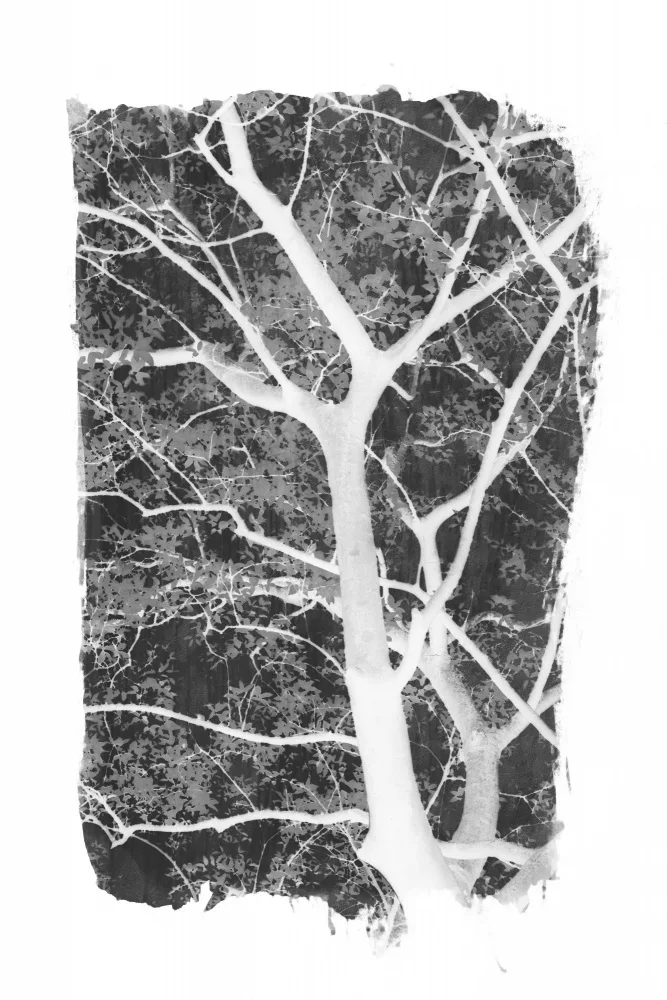 amini54: Black Tree Foliage Silhouette