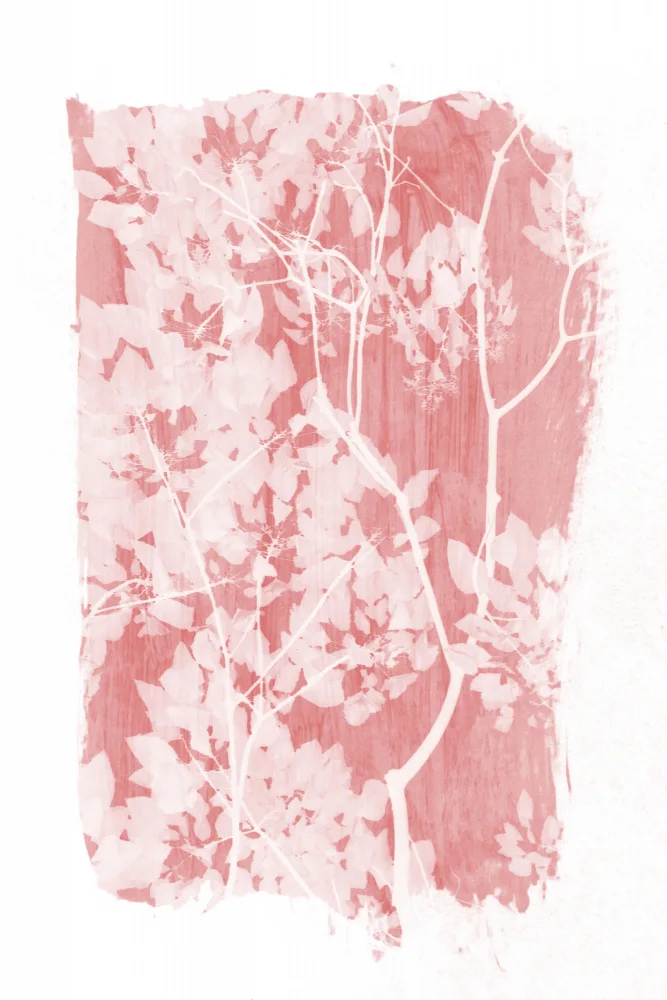 amini54: Pink Tree Foliage Silhouette