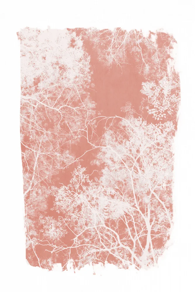 amini54: Pink Tree Foliage Silhouette