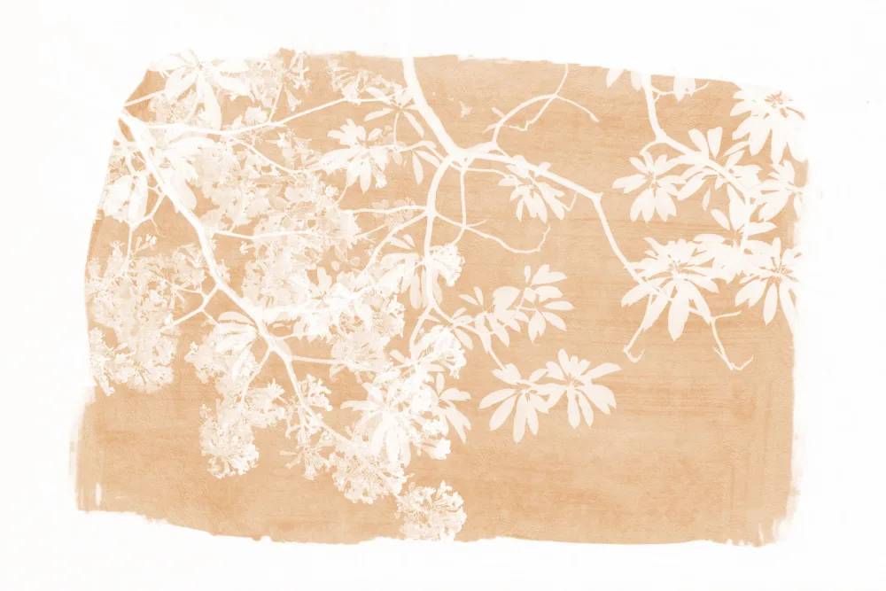 amini54: Silhouette de feuillage d'oranger