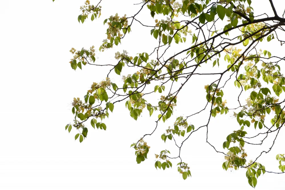 amini54: Green Tree Foliage Photo II