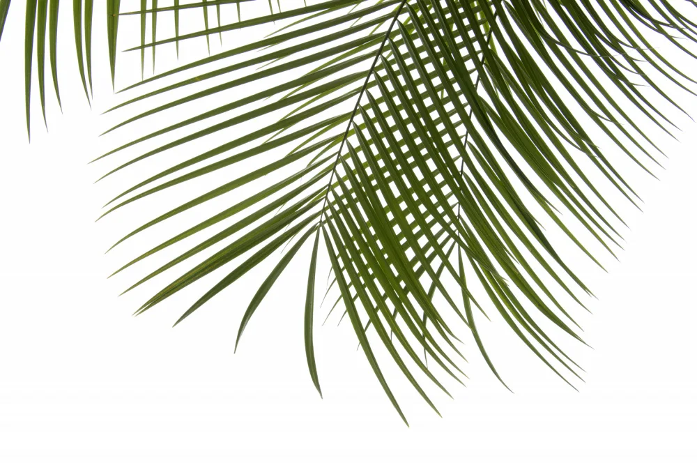 amini54: Palm Leaves Foliage Photo III
