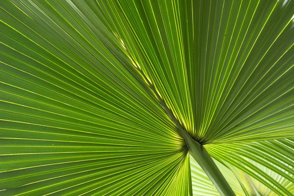 amini54: Fan Palm Leaves Photo 01