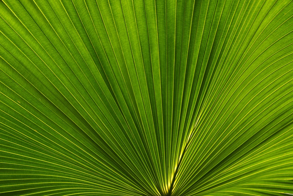 amini54: Fan Palm Leaves Photo 02
